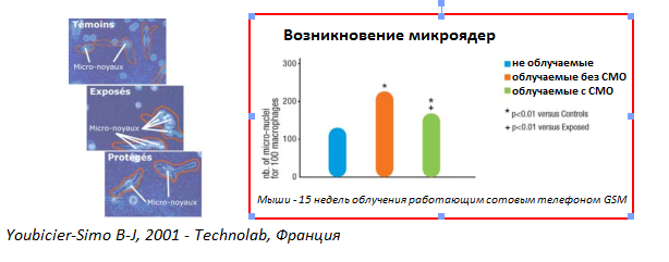 Formation de micronuclei