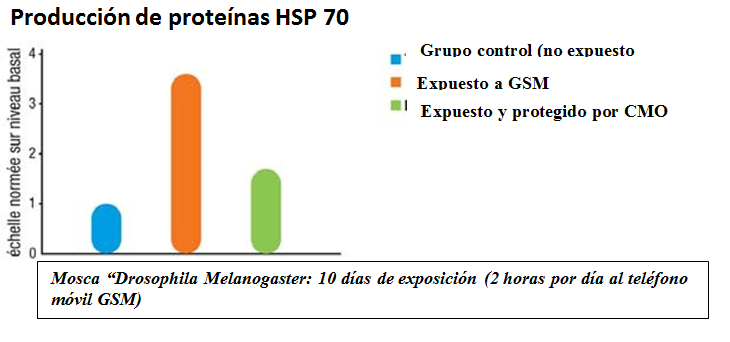 HSP 70