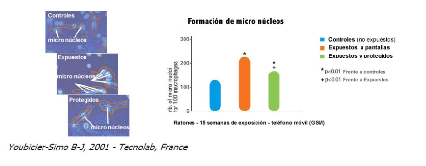 Formacion de micronucleos