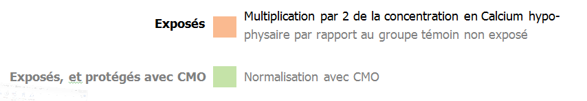 Concentration calcium intracellulaire synth