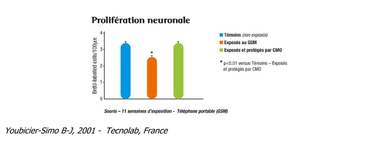 Prolifération neuronale