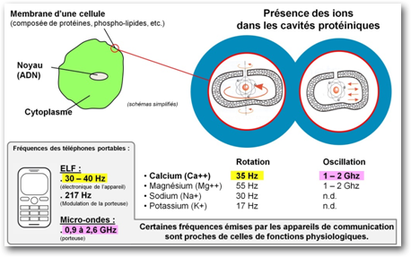 ions dans cavites proteine