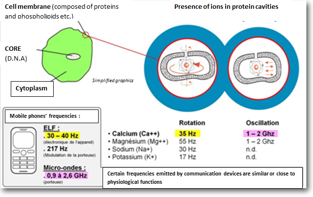 ions in protein cavities